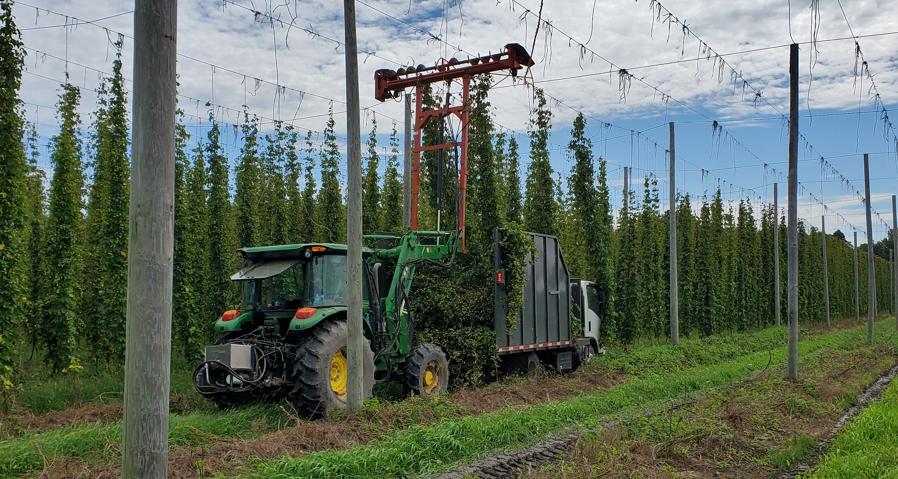 Hops being harvested